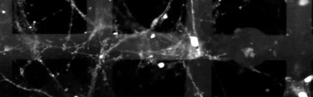 New 3D device computes using living brain cells — bioelectronic device uses 3D electronic mesh design paired with living tissue