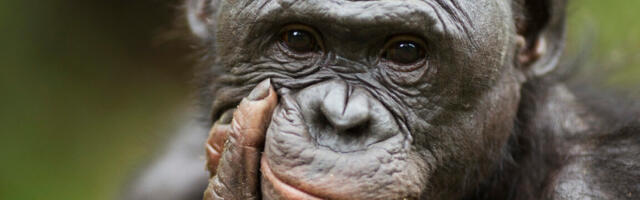 Bonobos recognize when humans are ignorant, try to help