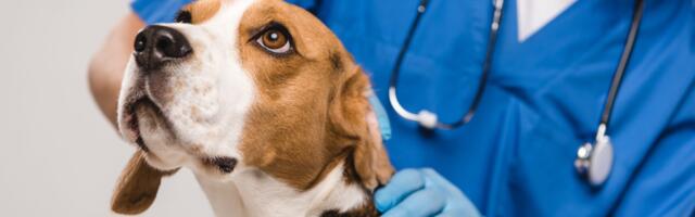 Purrsonalised health: The startups and VCs betting on pet genetics