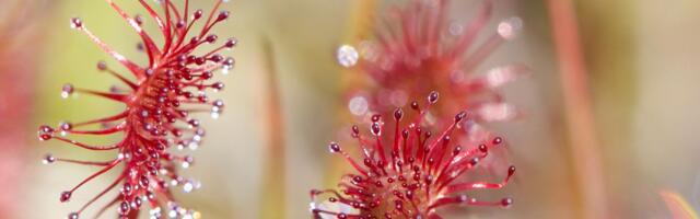 The savage bug-eating plants of New Jersey