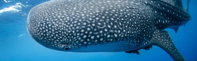 Bitcoin Whales Return in Force, Buy the BTC Price Rally, On-Chain Data Show