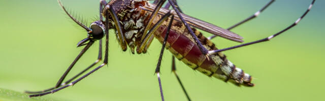 Hate Mosquitos? Here Are Gadgets & Gear Designed To Keep Them Away All Summer