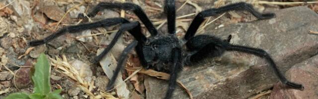 Record-Setting Tarantulas Boast Longest Sex Organs to Avoid Getting Eaten by Females