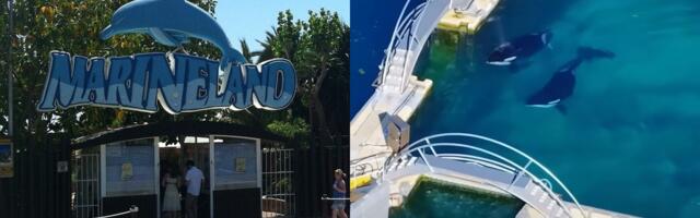 Video Shows Orcas Left Behind in Algae-Filled Tanks Months After French Park Shut Down