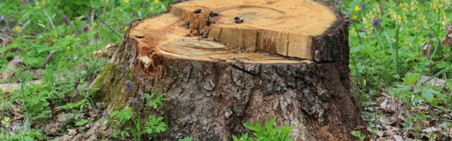 What You Need To Know Before Pulling A Tree Stump With Your Truck