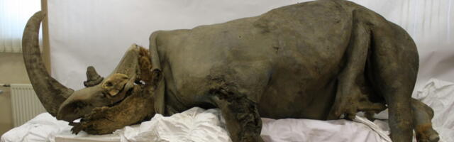 Scientists sequence a woolly rhino genome from a 14,400-year-old wolf’s stomach