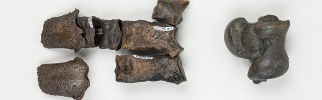 A Florida Sink Hole Swallowed These Animals 500,000 Years Ago—Now Their Bones Reveal a Lost World