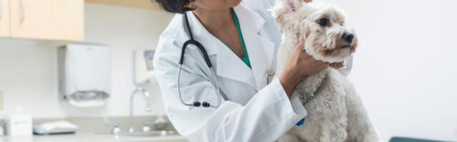 DC-area veterinarians on heightened alert amid potential inauguration risks
