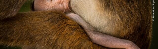Monkey Knocks Out Sri Lanka’s Entire Electrical Grid During Heatwave