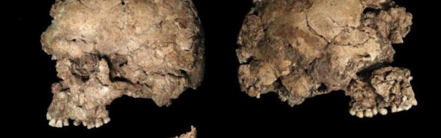 This Early Human Was Stabbed in the Face—and Recovered