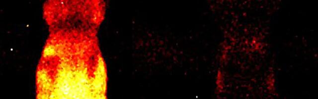 Living Creatures Cast a Faint Aura That Stops at Death, Study Suggests