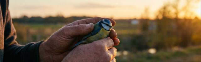 Управление рисками на примере Санкт-Петербургского парадокса