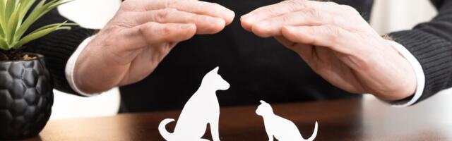 39% of Brits Report Pet Insurance Have Skyrocketed: CRIF Uncovers Pet Insurance Trends in Europe