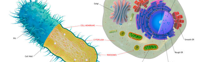 The first complex cells had genes from a complex mix of species