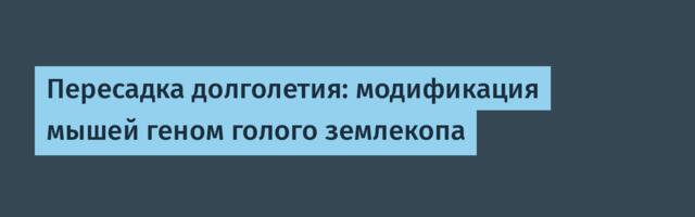 Пересадка долголетия: модификация мышей геном голого землекопа