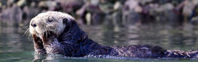 Sea otters keep a favourite rock tucked in a loose pouch of skin under each forearm, carry it between dives, and use it as a personal anvil to crack open shellfish, making them one of the few animals known to keep and reuse a single tool