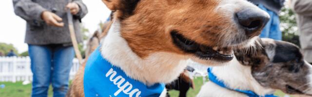 Napo sniffs out €14.4 million to take a bite out of outdated pet insurance