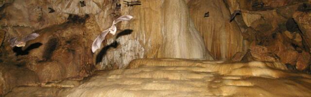 U.S. Family Infected With Airborne Fungal Disease After Touring Bat-Filled Caves