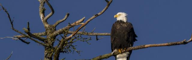 The strange reason why the Trump administration suddenly cares about these birds