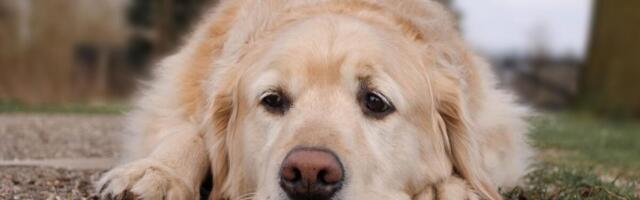 Illinois Health Officials Report First Dog Rabies Case in 31 Years