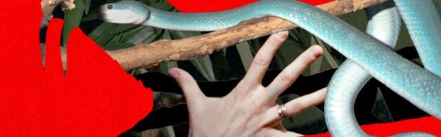 Snake Bros Keep Getting Bitten by Their Lethal Pets. Only Zoos Can Save Them