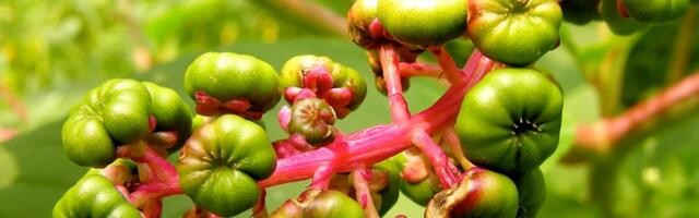 Dragonberry Weed Could Help Scientists Extract Rare-Earth Metals From Polluted Soil