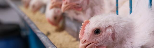 The United States keeps roughly 374 million laying hens, and over 60% of the world’s eggs come from cage systems where thousands of birds share the same air, water, and wire floor