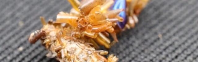 Bone collector caterpillar adorns itself in insect body parts