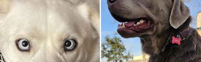 Amazon CEO says the pet-finder AI tool on Ring Doorbells helped bring home 99 dogs home in 90 days