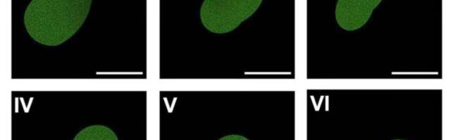 Artificial cell manages a few rounds of cell division