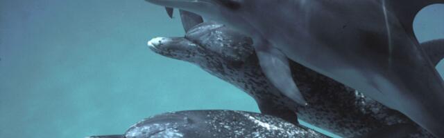 Google created a new AI model for talking to dolphins