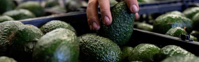 US to hand over pest inspections of Mexican avocados to Mexico and California growers aren’t happy