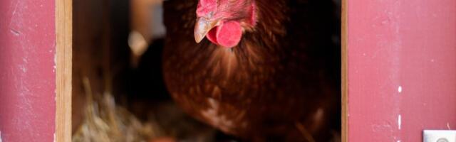 Vaccinating poultry could help cut soaring egg prices but US remains hesitant