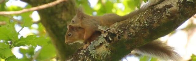 Scottish rewilding continues, Red squirrel range in Highlands increases by over 25%