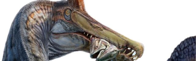 A unicorn-like Spinosaurus found in the Sahara