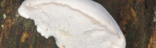 This Unassuming Mushroom Packs the Bitterest Taste Ever Measured