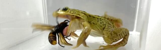 These Frogs Don’t Just Survive Venomous Murder Hornets—They Devour Them