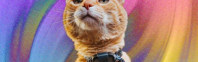 Fi Mini for Cats Review: Track Your Pets and Monitor Their Activity