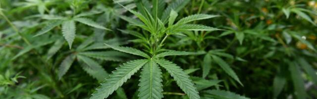 Marijuana could be classified as a lower-risk drug. Here’s what that means.