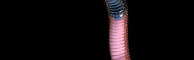 Researchers use AI to design proteins that block snake venom toxins