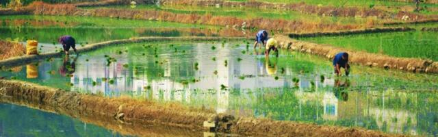 Cancer-Causing Arsenic Is Building Up in the World’s Rice
