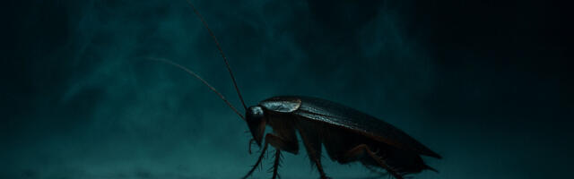 Cockroaches Are Polluting Your Air, Scientists Finally Know How