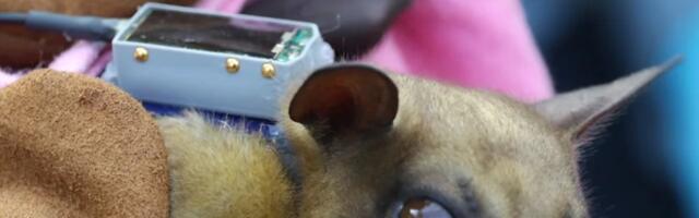 IoT of Animals: spacetech meets wildlife conservation with TALOS