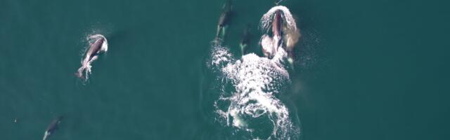 Watch Rare Video of Orcas Teaming Up With Dolphins to Hunt Giant Salmon