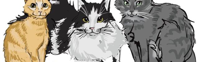 Как магистратура по искусственному интеллекту научила меня лучше понимать котиков