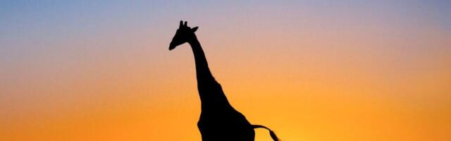 Giraffes in Peril Show Fragile Business of Africa Wildlife Tourism