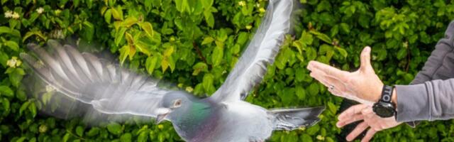 How pigeons exploit magnetic fields for navigation