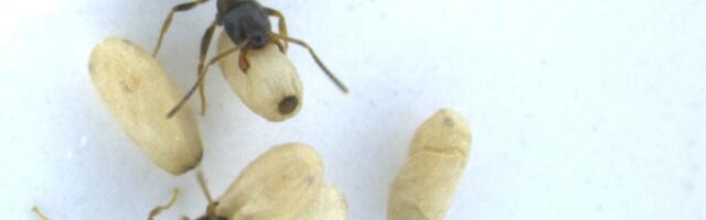 Diseased Baby Ants Ask Their Nestmates to Poison Them With Acid to Protect the Colony, Study Finds