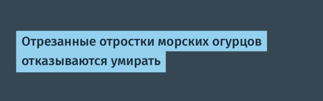 [Перевод] Отрезанные отростки морских огурцов отказываются умирать