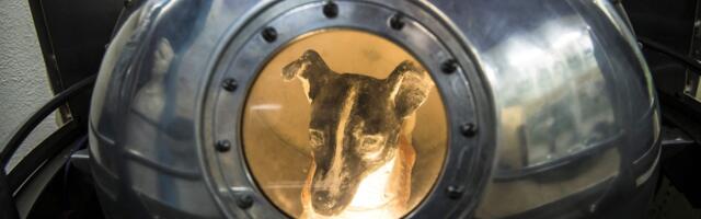 The tragedy of Laika, the first animal to orbit the earth